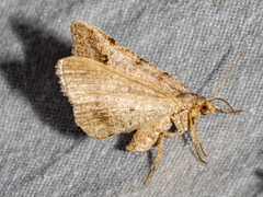Frederickia s-signata