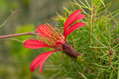 Mutisia subulata subulata