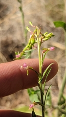 Oenothera suffrutescens