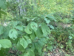Hamamelis vernalis