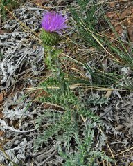 Cirsium undulatum
