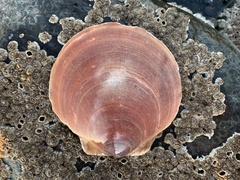 Placopecten magellanicus