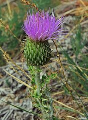 Cirsium undulatum