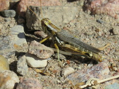 Melanoplus occidentalis