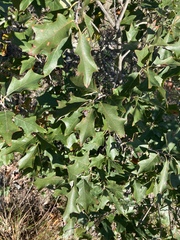 Quercus ilicifolia