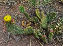 Opuntia macrorhiza