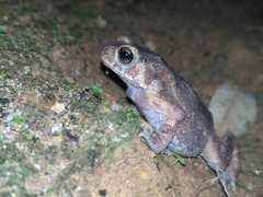 Duttaphrynus melanostictus