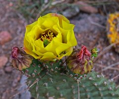 Opuntia macrorhiza