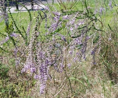 Aloysia