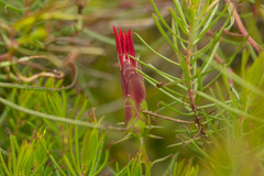 Mutisia subulata subulata