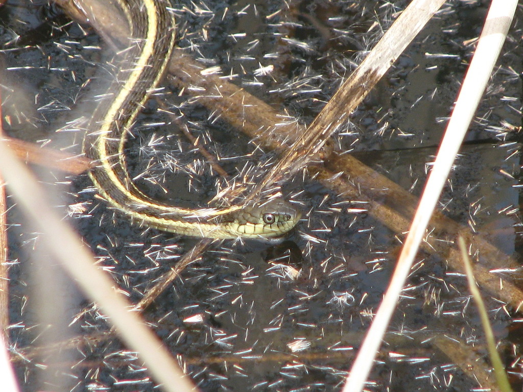 Aquatic Garter Snake From Benicia, Solano Co., CA On April 6, 2009 By ...