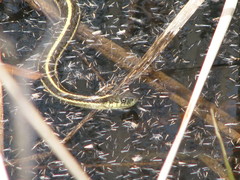 Thamnophis atratus