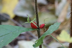 Triosteum