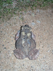 Duttaphrynus melanostictus