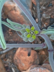 Raphionacme velutina