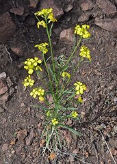 Erysimum capitatum
