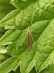 Limoniidae