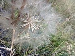 Tragopogon dubius