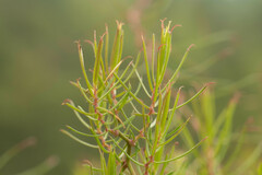 Mutisia subulata subulata