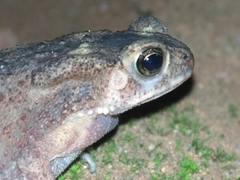 Duttaphrynus melanostictus