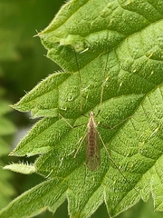 Limoniidae