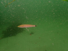 Halichoeres californicus