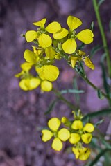 Erysimum capitatum