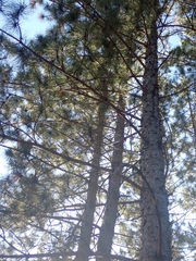 Pinus resinosa