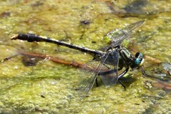 Arigomphus villosipes