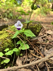 Torenia fournieri