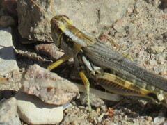 Melanoplus occidentalis