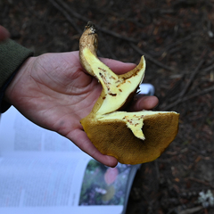 Suillus tomentosus