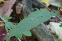 Triosteum