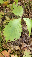 Quercus