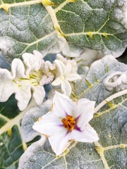 Solanum marginatum