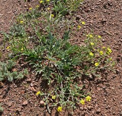 Potentilla hippiana
