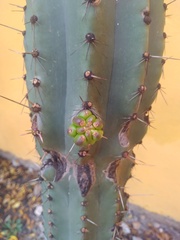 Cactoideae