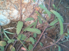 Corchorus asplenifolius