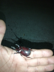 Strategus aloeus