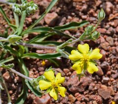 Potentilla hippiana