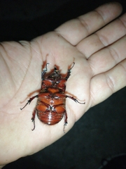 Strategus aloeus