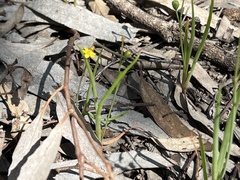 Bulbine semibarbata
