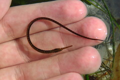 Syngnathus louisianae