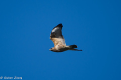 Buteo japonicus