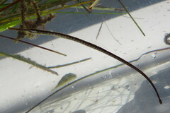 Syngnathus louisianae