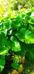 Xanthosoma robustum