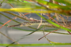 Syngnathus louisianae
