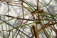 Syngnathus louisianae