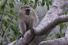 Chlorocebus cynosuros