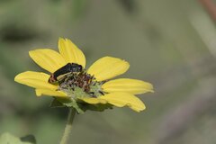 Acmaeodera flavomarginata
